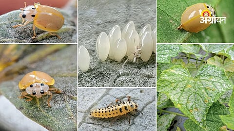 Natural control methods for powdery mildew disease