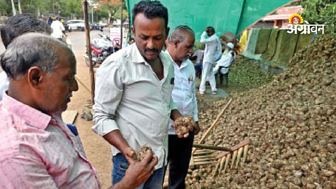 Traders predict increase in turmeric seed demand