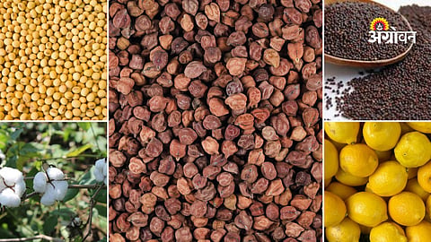 Daily agricultural commodity market update