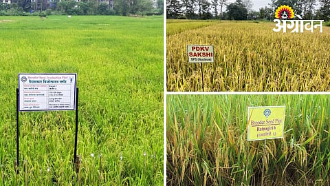 Drought-Tolerant Paddy Varieties Recommended for Farmers
