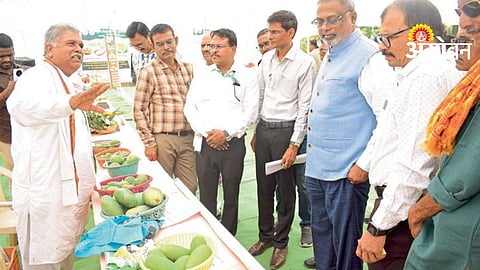 Mango Festival