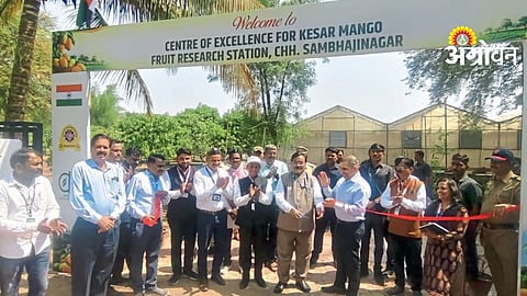 Kesar Mango Quality Centre: