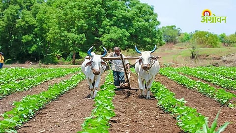 Sustainable agriculture model for farmers