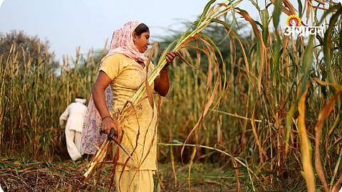 Bajra harvesting and threshing work in Maharashtra
