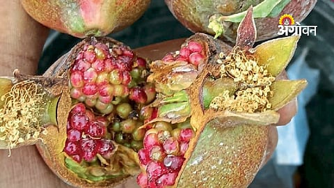 Heatwave impact on pomegranate farming