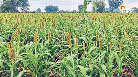 Climate change impact on agriculture