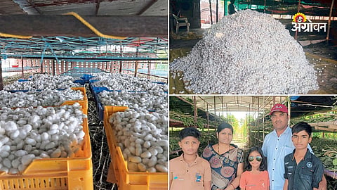 Sericulture farming in India