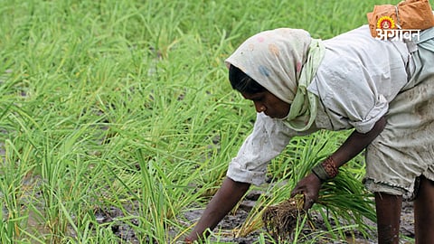 Farm labour and farmer economic crisis