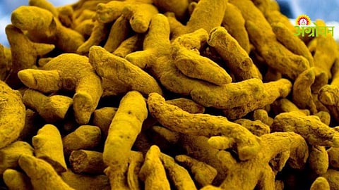 Turmeric Farming