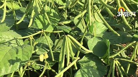 Summer Moong Sowing