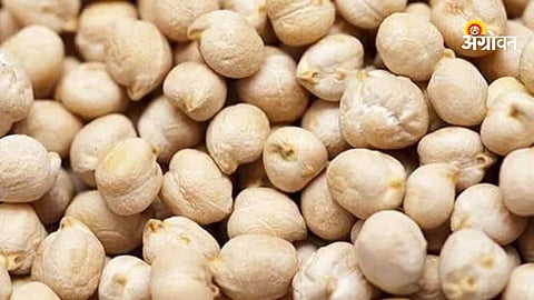 Khandesh agricultural market trends for chana
