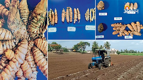 Improved Turmeric Cultivation Techniques