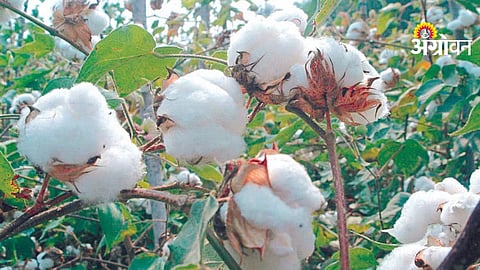 Kharif Crop Planning