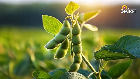 Climate impact on soybean farming in Maharashtra