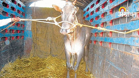 Animal Transport Rules