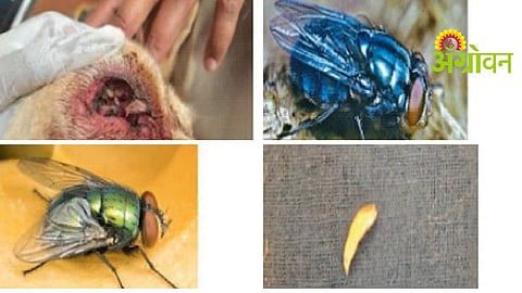 Animal Health Care