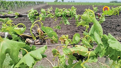 Grape Orchard Damage