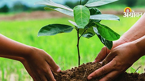 Tree Plantation Campaign