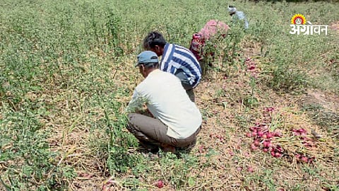 Maharashtra onion farmers facing production loss