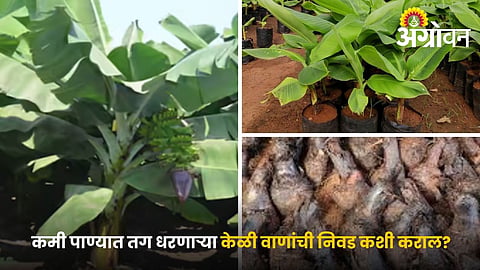 Best Banana Varieties for Water Scarcity Conditions