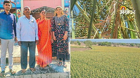 High yield irrigated rabi jowar farming