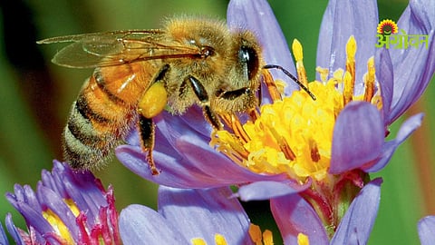 Honeybee Conservation