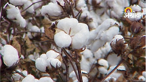 Cotton Prices Increase