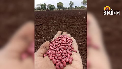 Cotton Seed Packets Demand