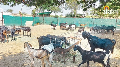 Goat Farming Training