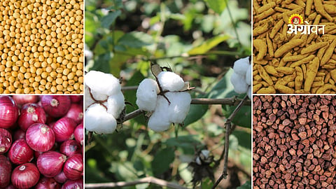 Maharashtra Agriculture Market Update