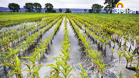 Thousands of Farmers to Receive DBT Compensation for Rain Damage
