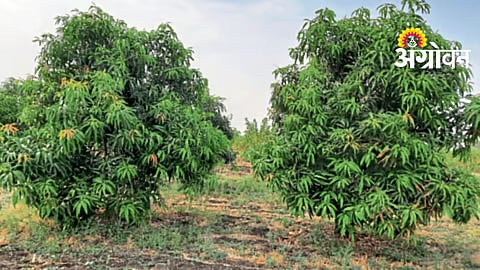 Post Harvest Management