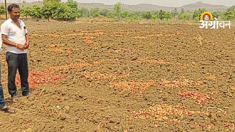 Onion Damage Issue