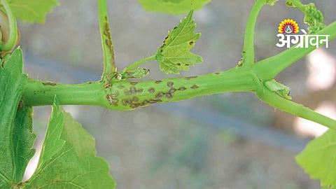 Grape Crop Management