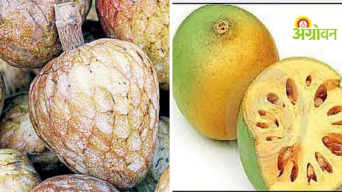 Nutritious Fruits