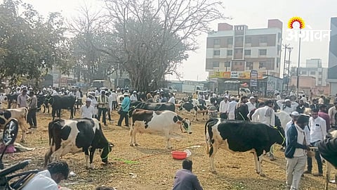 Alephata Livestock Market