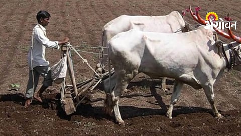 Kharif Seed Demand