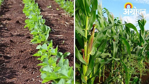 Soybean and maize becoming preferred kharif crops in Khandesh