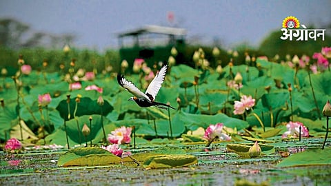 Biodiversity Conservation