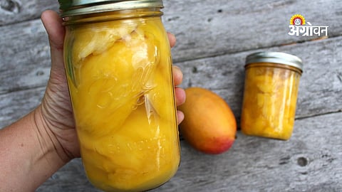 Sindhudurg mango growers facing low market rates