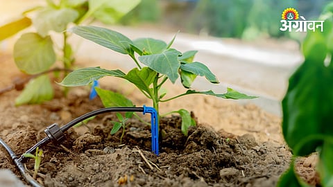 Micro Irrigation Subsidy