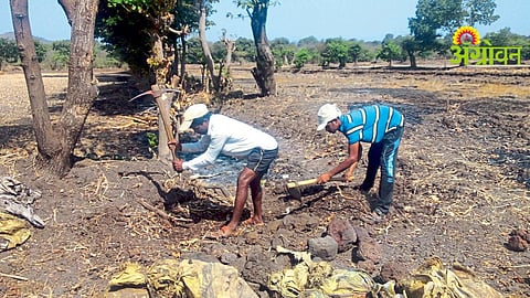 Kharif Season Seed