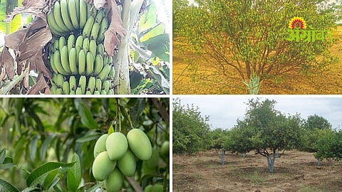 Fruit Orchard Protection