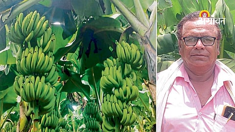 Smart farming techniques for better productivity