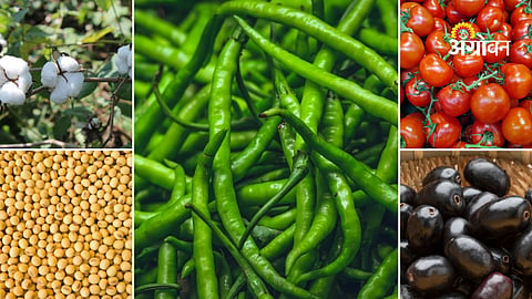 Maharashtra agriculture commodity market