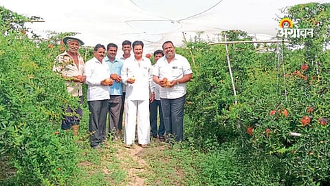 Junnar farmer pomegranate orchard success story Bangladesh export