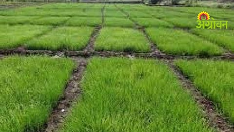 Onion Nursery Preparation
