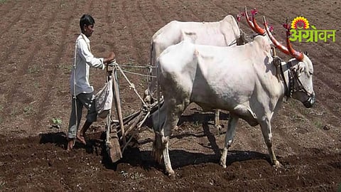 Kharif Season