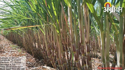 High Yield Sugarcane Varieties for Drought-Prone Areas