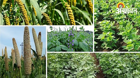 Profitable Crops for Water Scarcity Conditions